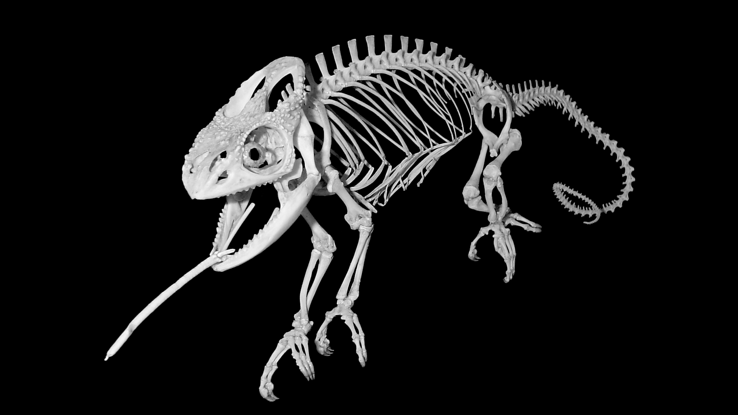  El h&aacute;bitat de los animales vertebrados
