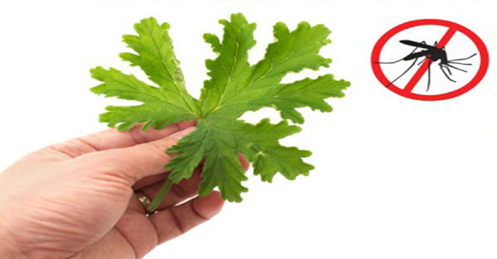 Mantenga a los mosquitos alejados con estas plantas