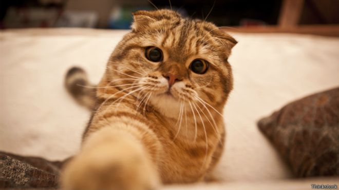 Por qu&eacute; ver videos de gatos por internet puede ser bueno para la salud