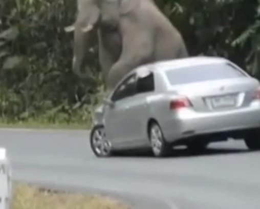 Elefante ataca y aplasta coche con turistas en el Parque Nacional Khao Yai de Tailandia
