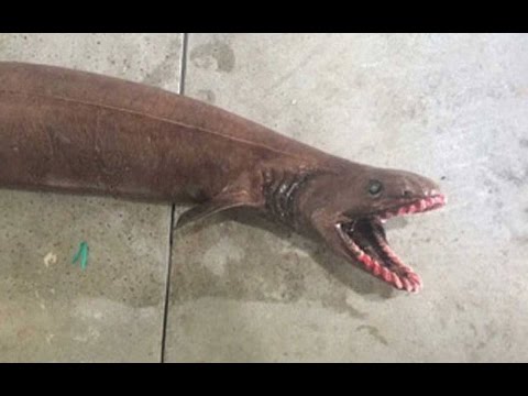Consiguen tibur&oacute;n prehist&oacute;rico en Australia