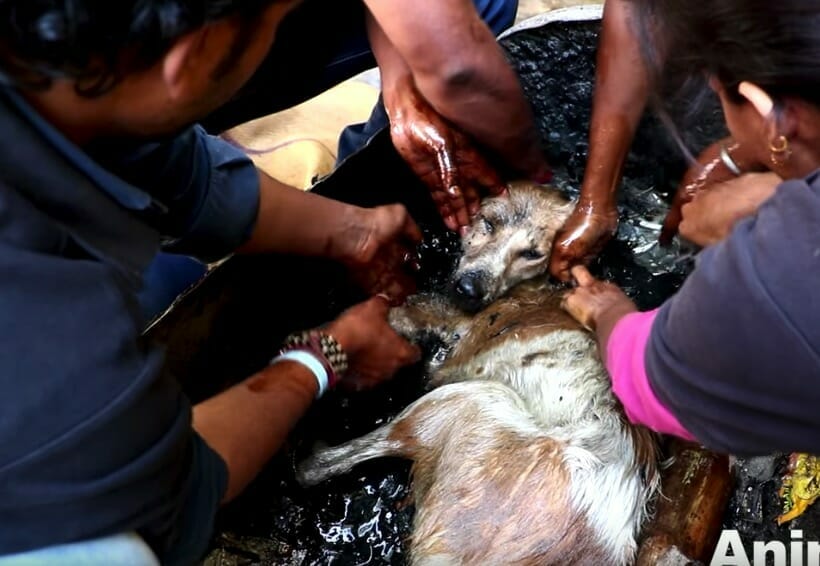 Encuentran perro vivo enterrado en alquitr&aacute;n: 3 d&iacute;as despu&eacute;s se produce una incre&iacute;ble transformaci&oacute;n