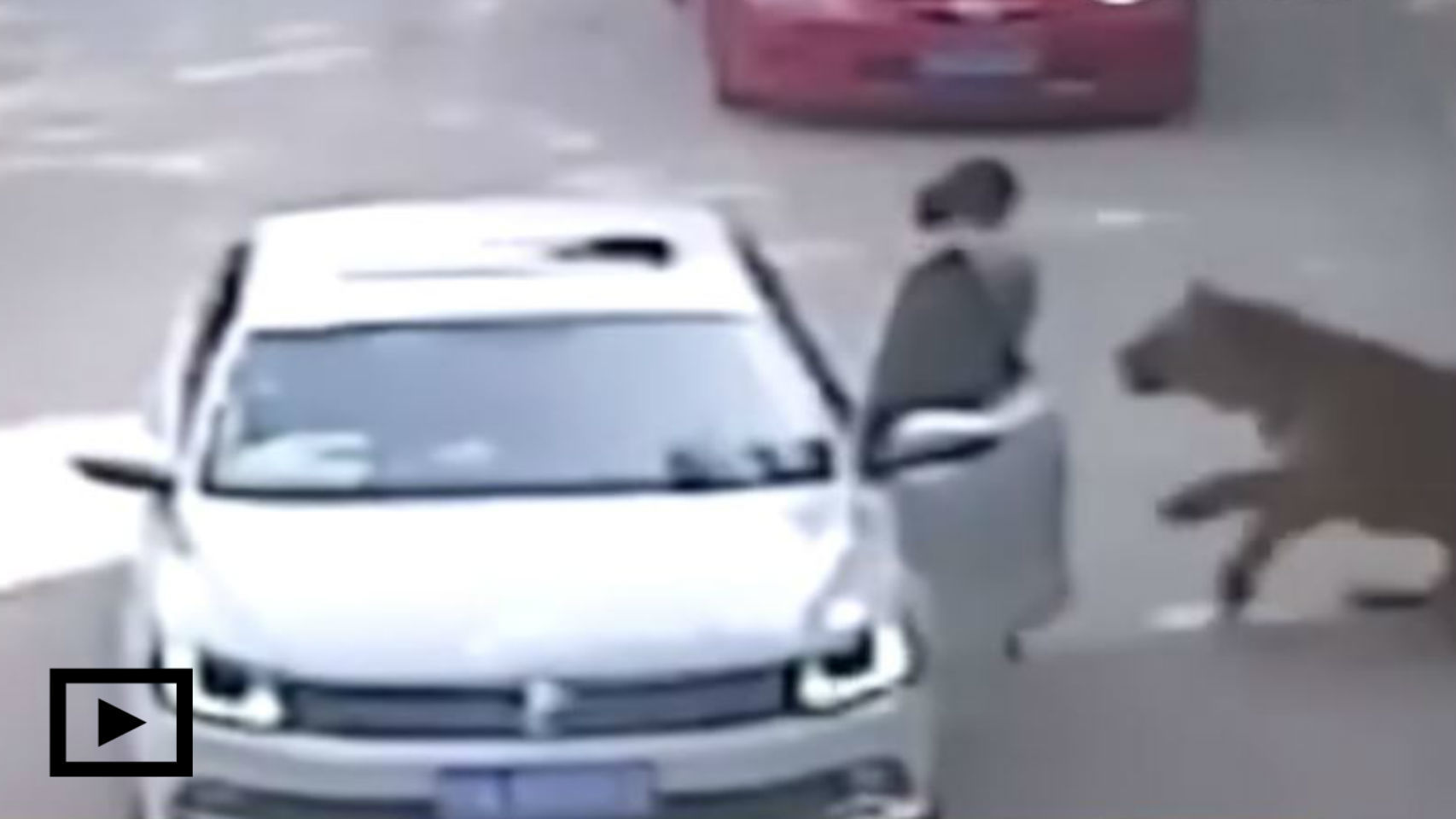 Un tigre mata a una mujer durante safari en China