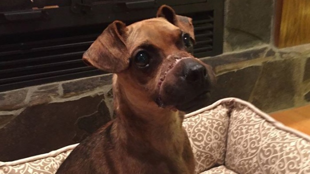 Man who bound dog with electrical tape gets 2-year sentence