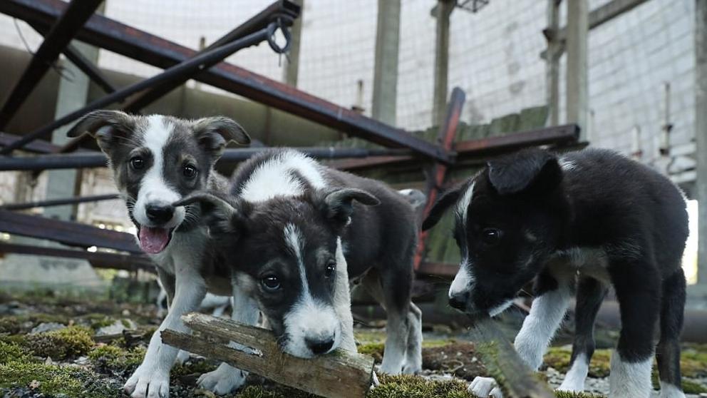 Los perros de Chern&oacute;bil: &iquest;Qu&eacute; pas&oacute; con ellos y sus descendientes?