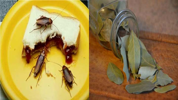  Mata las cucarachas que hayan en tu casa solo colocando esta hoja en las esquinas