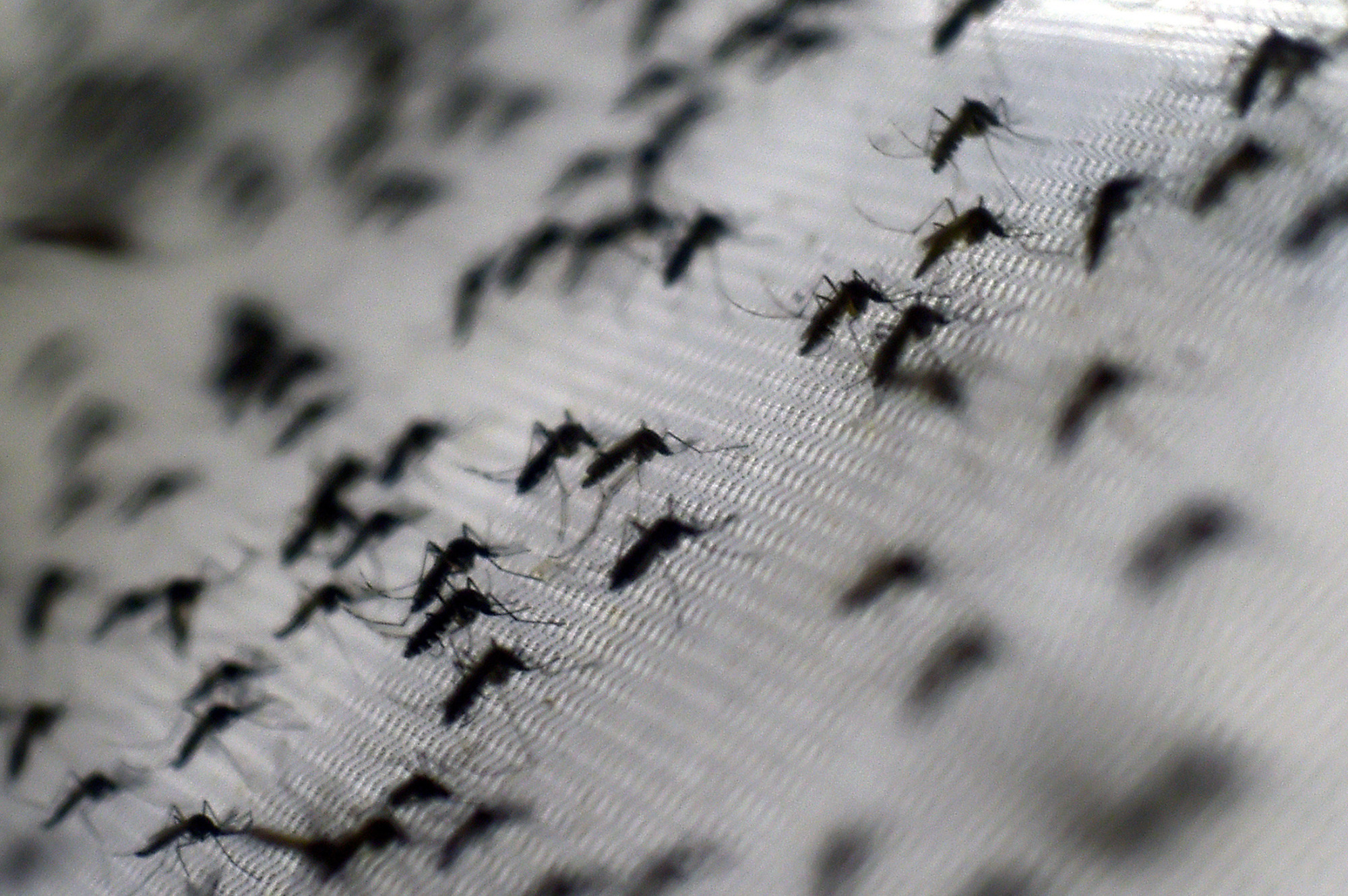 World's First Dengue Vaccine Approved After 20 Years of Research