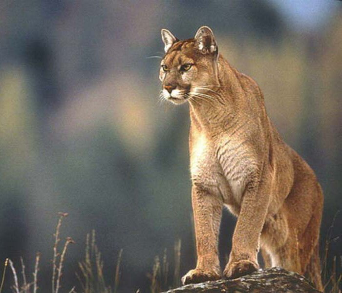 Una familia mendocina contrajo triquinosis tras comerse un puma