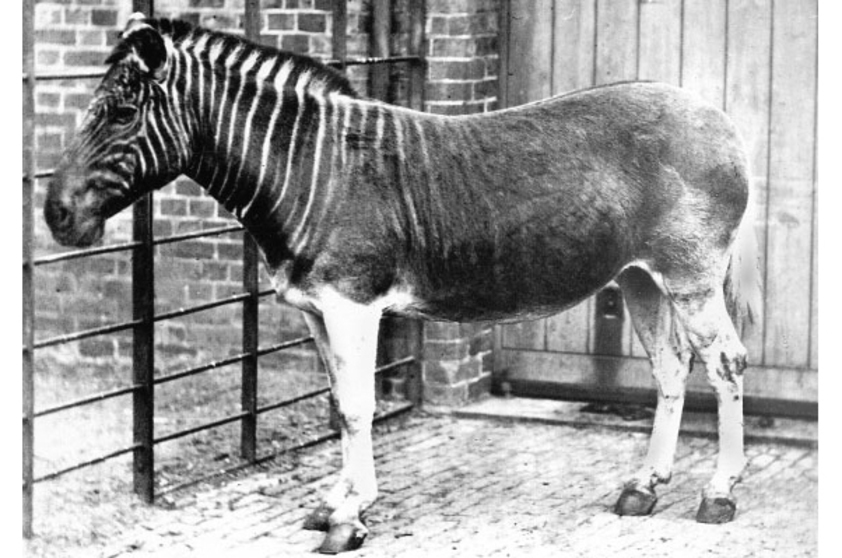 El cuaga cuaga: el animal extinto que regres&oacute; a la vida 