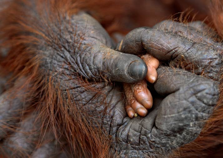 ORANGUTAN Y SU CRIA. INDONESIA