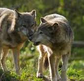 La incre&iacute;ble ruta del lobo ib&eacute;rico