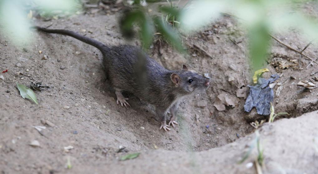 Ni&ntilde;a parapl&eacute;jica es atacada por ratas 