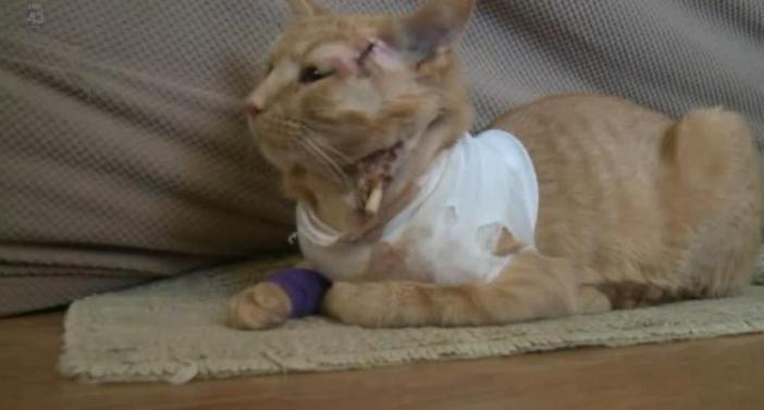 Un gato h&eacute;roe salva la vida de un ni&ntilde;o de tres a&ntilde;os al recibir un disparo