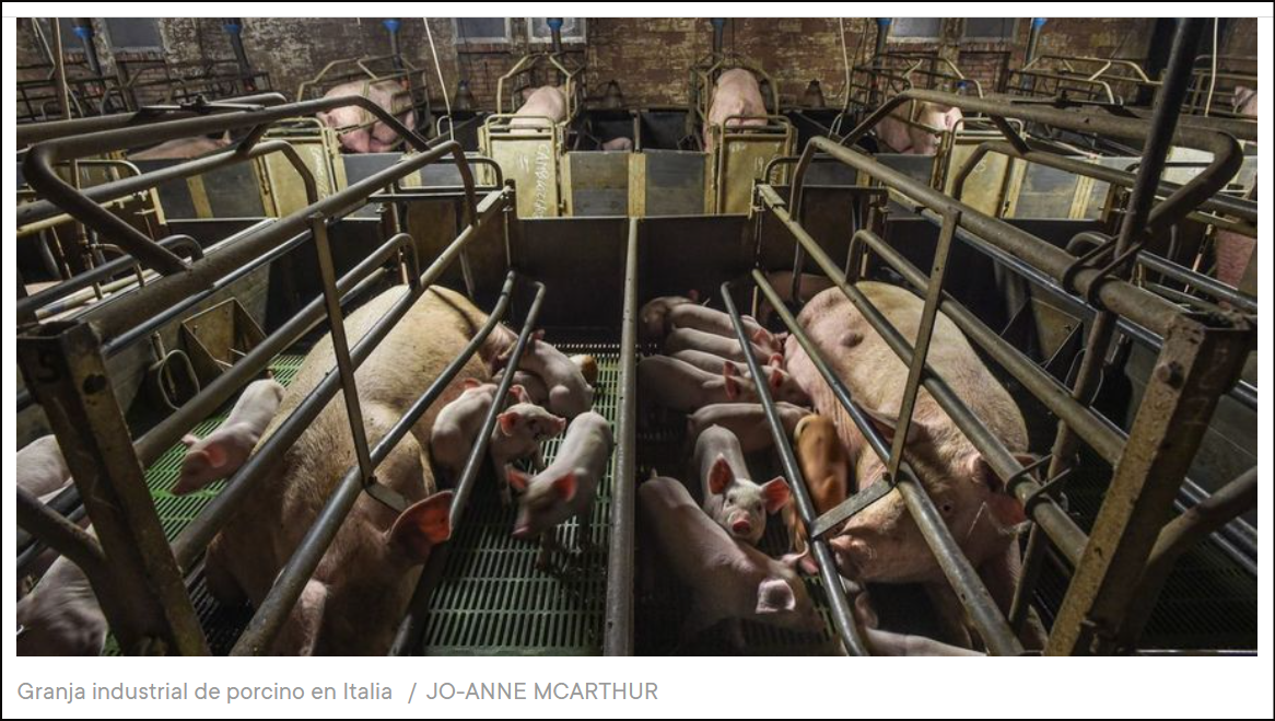 Nuevo aviso: Reducir a la mitad el consumo d pollo y cerdo equivale a eliminar 45 millones de coches