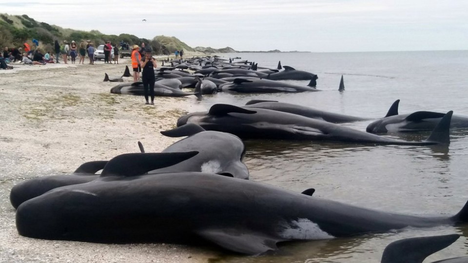 &iexcl;Lamentable! M&aacute;s de 300 ballenas aparecen muertas en una playa de Nueva Zelanda
