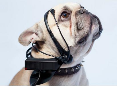 Desarrollan aplicaci&oacute;n que traduce los ladridos de perros