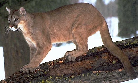 BAH&Iacute;A BLANCA: APARECI&Oacute; EL PUMA SUELTO 