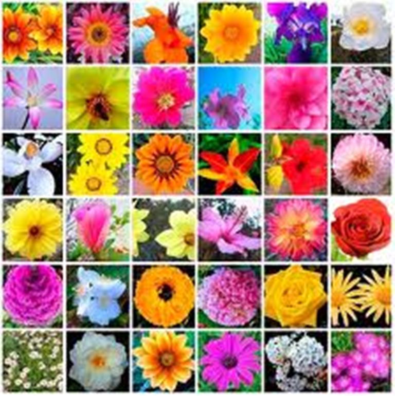  COMO DEJAR LAS DROGAS con las esencias florales de Bach. 
