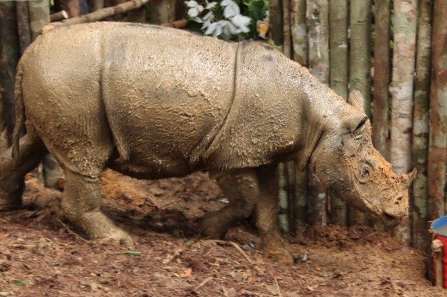 Critically Endangered Sumatran Rhino Seen In Indonesian Borneo For First Time In 40 Years