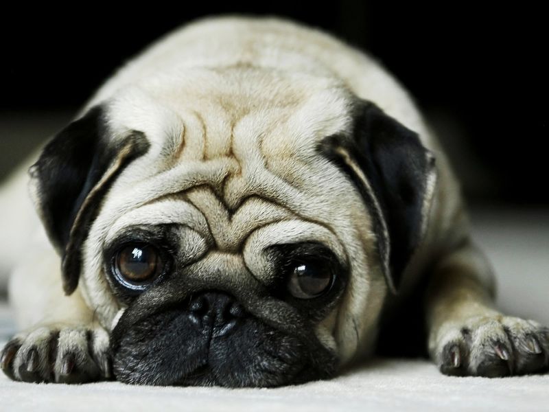 Los perros son personas tambi&eacute;n