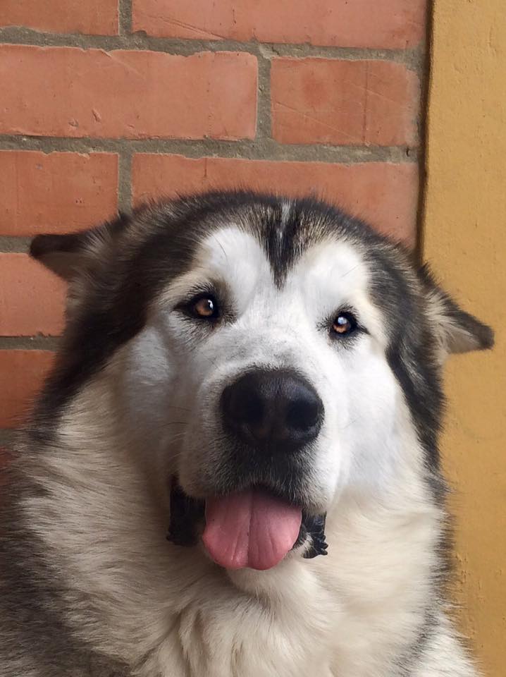 &iquest;Conoces la raza Alaskan Malamute?