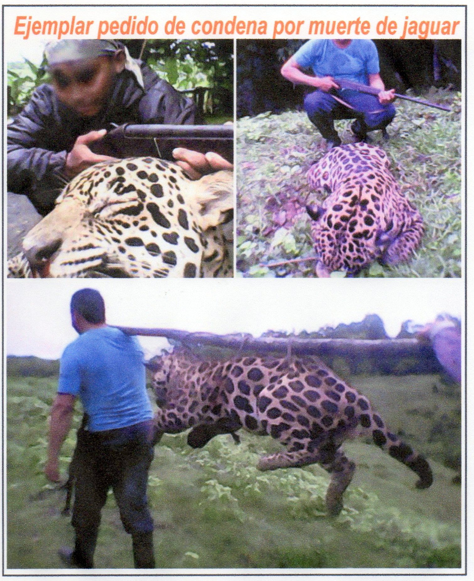Corantioquia identific&oacute; a quienes mataron a jaguar en Yond&oacute;