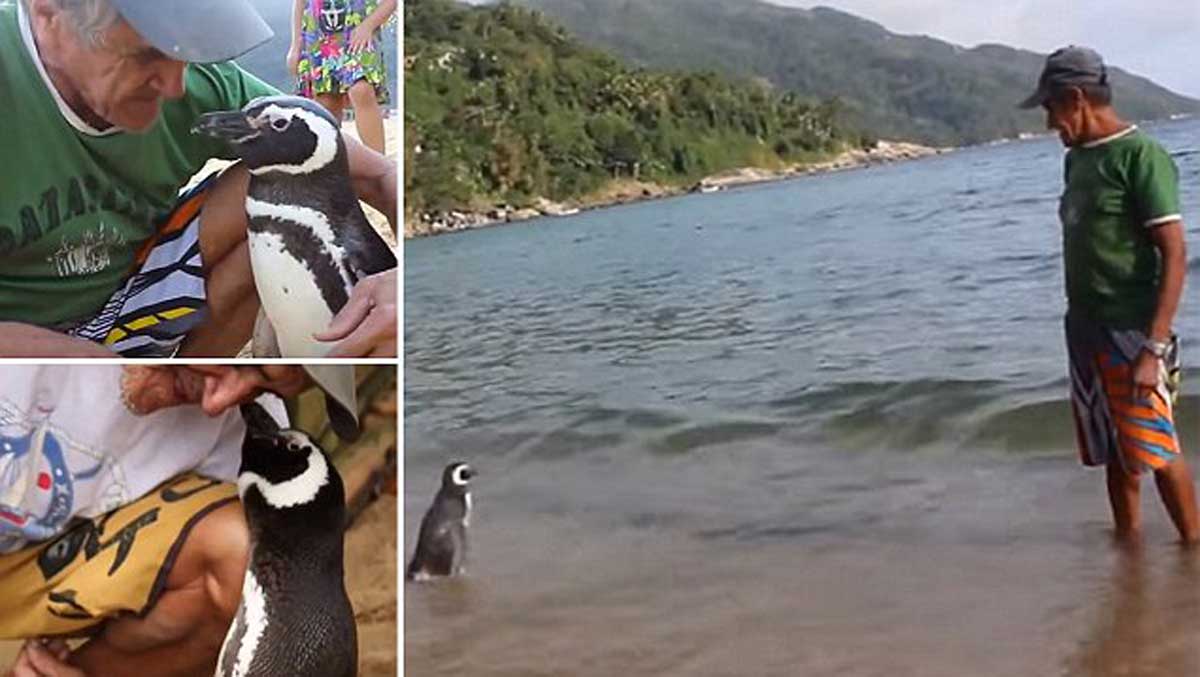 Este ping&uuml;ino visita todos los a&ntilde;os al hombre que lo salv&oacute;