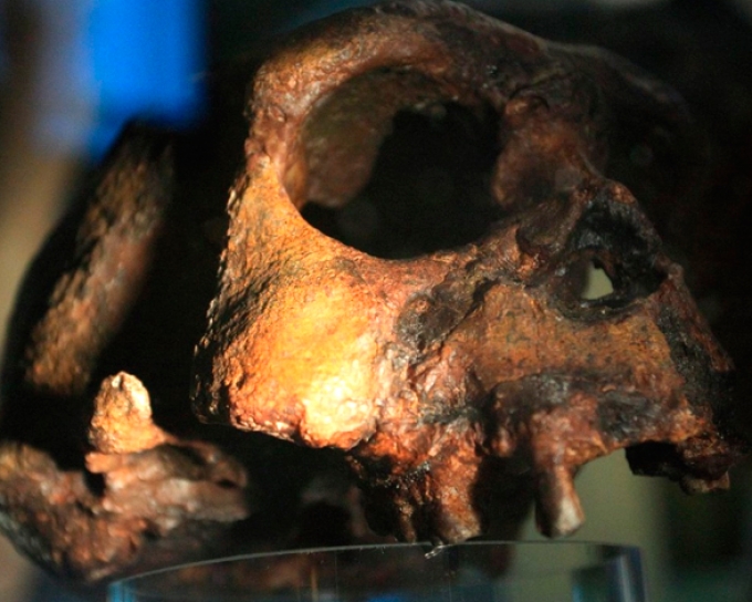 Hallaron restos de otro ancestro humano que coexisti&oacute; con "Lucy"