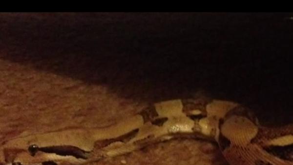 Se llev&oacute; a su casa un sill&oacute;n que encontr&oacute; en la calle... y descubri&oacute; algo muy desagradable