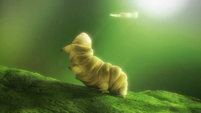 Resucitan a un animal que llevaba congelado m&aacute;s de 30 a&ntilde;os