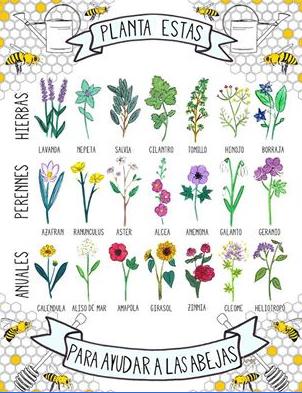ABEJAS, &iquest;EN PELIGRO DE EXTINCI&Oacute;N
