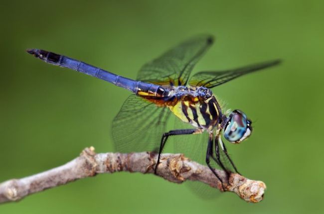Comprobado: Los insectos tambi&eacute;n tienen sentimientos