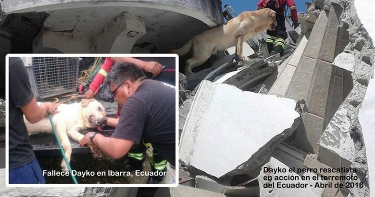 El mundo entero agradece al perro Dayko por su labor de rescate en el terremoto del Ecuador