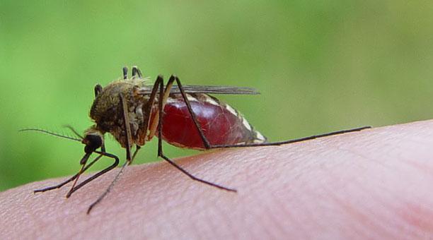 Todo lo que debe conocer sobre el virus Zika 