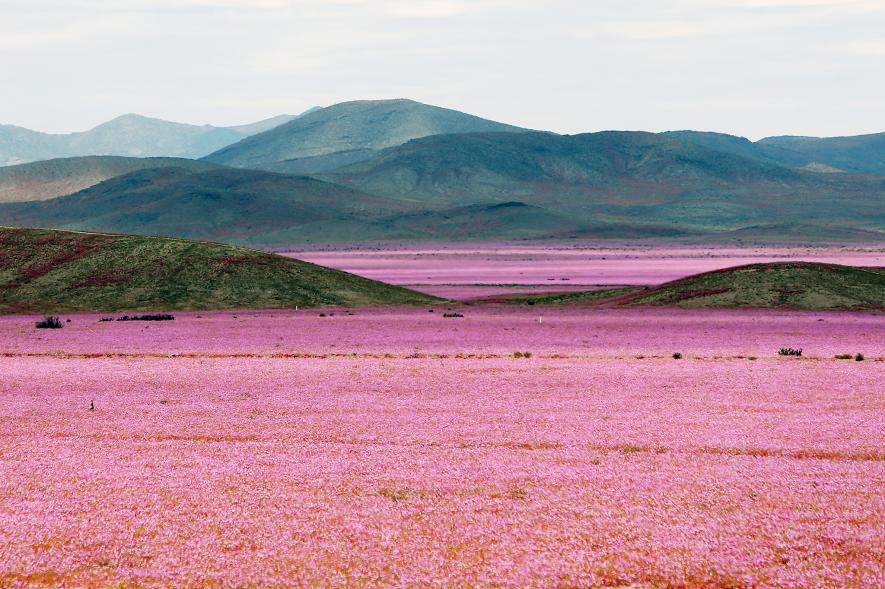 El Ni&ntilde;o Paints the World's Driest Place with Color