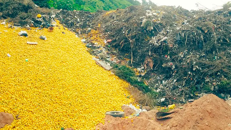 Por qu&eacute; en Tucum&aacute;n tiran limones: hay riesgo de que se pierdan 150.000 toneladas