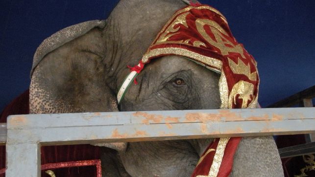 Catalu&ntilde;a se convierte en la primera comunidad en Espa&ntilde;a que proh&iacute;be los circos con animales salvajes