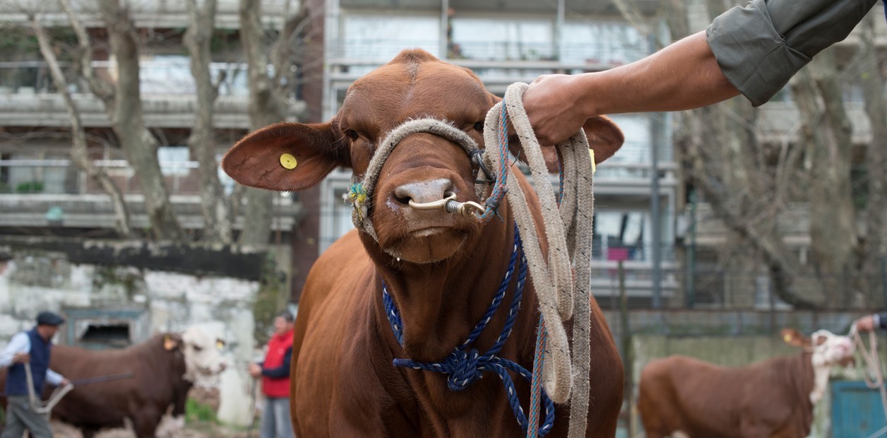 Desde el norte hasta el sur, los viejos y los nuevos, todos estar&aacute;n esta semana en la Rural de Paler