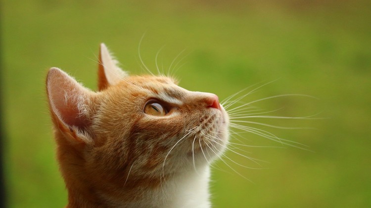 Comprobado: Los gatos entienden las leyes de Newton: