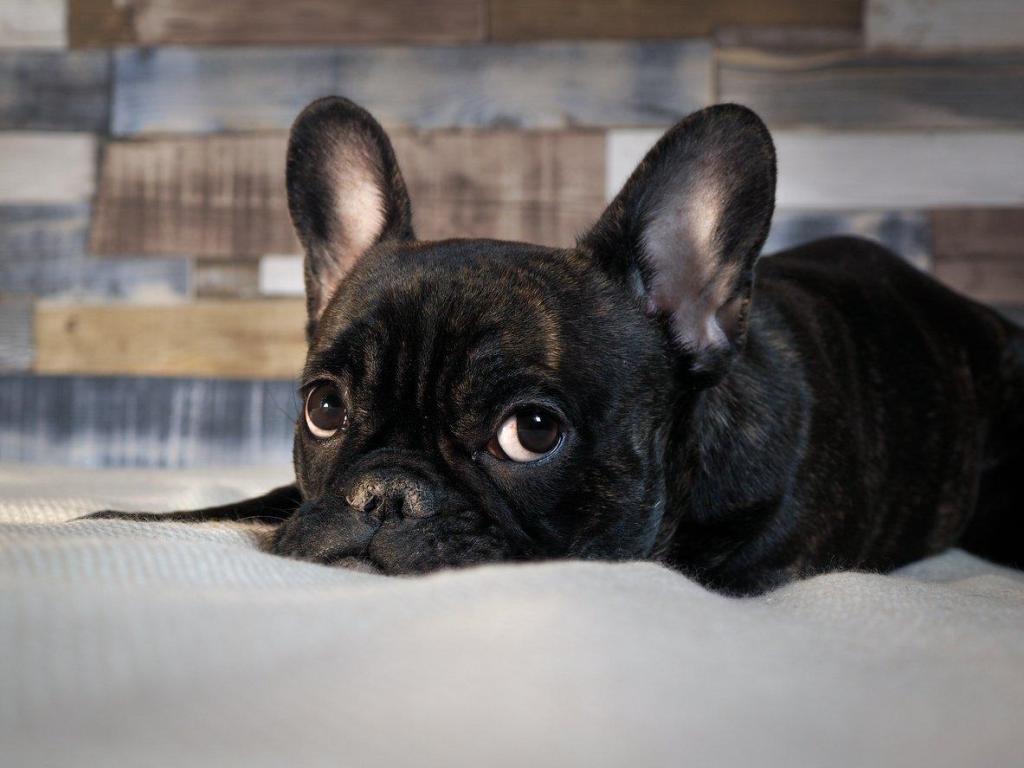 Cachorro muri&oacute; en vuelo de United por exigencia de sobrecargo a los due&ntilde;os