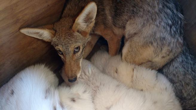 California proh&iacute;be por ley la venta de abrigos de piel y los circos con animales