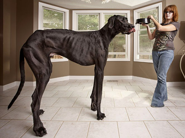 El perro m&aacute;s alto del mundo segun record Guinness (foto)