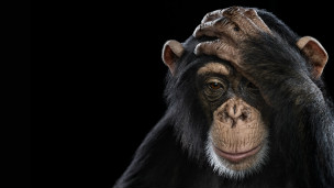 El "dilema del prisionero" versi&oacute;n chimpanc&eacute;s