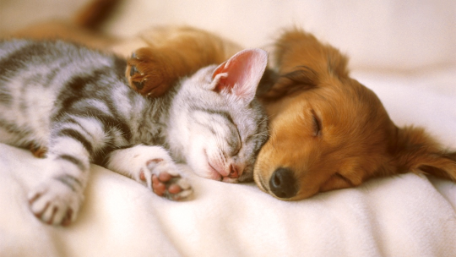&iquest;Sue&ntilde;an los animales?