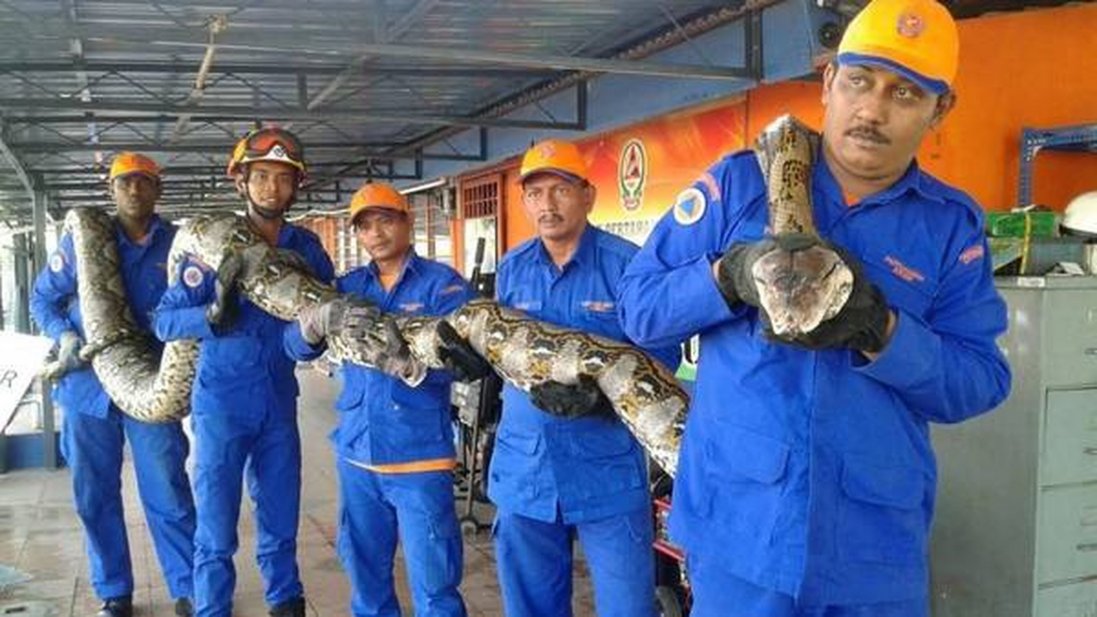 Capturan una pit&oacute;n que ser&iacute;a la m&aacute;s grande del mundo