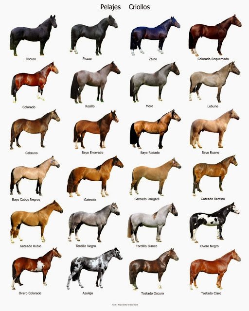 caballos  Oscuro, Gateao , Zaino y m&aacute;s pelajes CRIOLLOS... &iquest;Cu&aacute;l les gusta amigxs? Milongas Gauchas