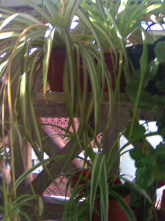 CORDON UMBILICAL EN PLANTAS?