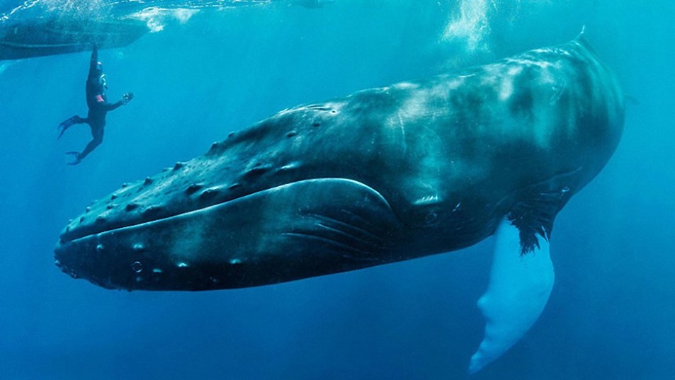 Ballena protege a una mujer de un tibur&oacute;n blanco en el oc&eacute;ano pac&iacute;fico