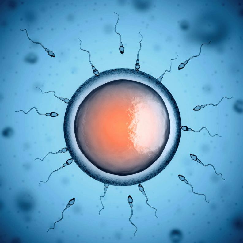 &iquest;Sab&iacute;as que los &oacute;vulos son los que eligen al espermatozoide y no al rev&eacute;s? 