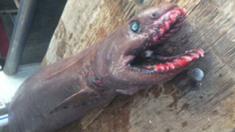 Atrapan tibur&oacute;n &aacute;guila especie mas rara; tiene 300 colmillos imagen pueden herir sensibilidad
